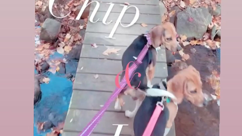 Beagle Birthday Jingle
